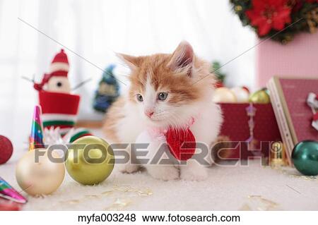 Kitten View Large Photo Image Stock Photo - Kitten. Fotosearch