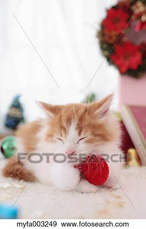 Kitten View Large Photo Image Stock Photo - Kitten. Fotosearch