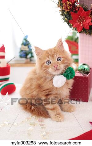 Kitten View Large Photo Image Stock Photo - Kitten. Fotosearch