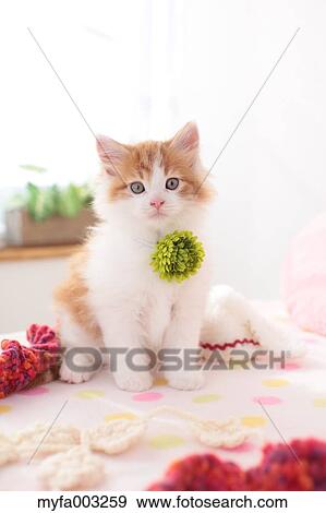 Kitten View Large Photo Image Stock Photo - Kitten. Fotosearch