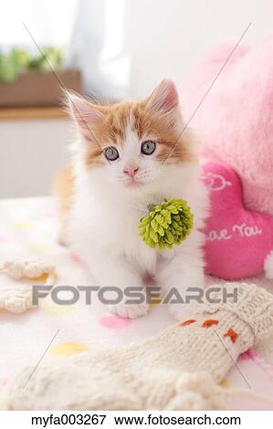 Kitten View Large Photo Image Stock Photo - Kitten. Fotosearch