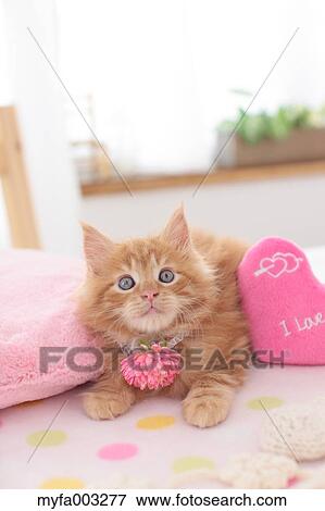 Kitten View Large Photo Image Stock Photo - Kitten. Fotosearch