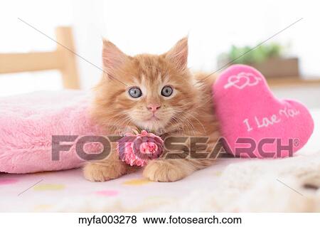 Kitten View Large Photo Image Stock Photo - Kitten. Fotosearch