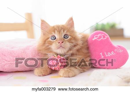 Kitten View Large Photo Image Stock Photo - Kitten. Fotosearch
