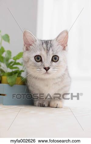 Stock Photograph - Kitten. Fotosearch