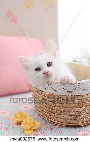 Kitten View Large Photo Image Stock Photograph - Kitten. Fotosearch