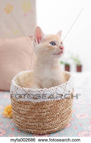Kitten View Large Photo Image Stock Photograph - Kitten. Fotosearch