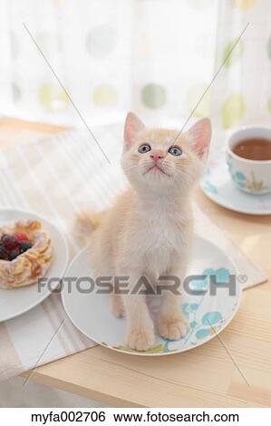 Kitten View Large Photo Image Stock Photograph - Kitten. Fotosearch