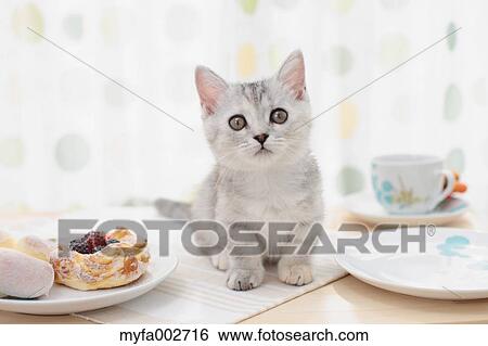 Kitten View Large Photo Image Stock Photograph - Kitten. Fotosearch