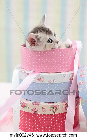 Kitten View Large Photo Image Stock Photograph - Kitten. Fotosearch