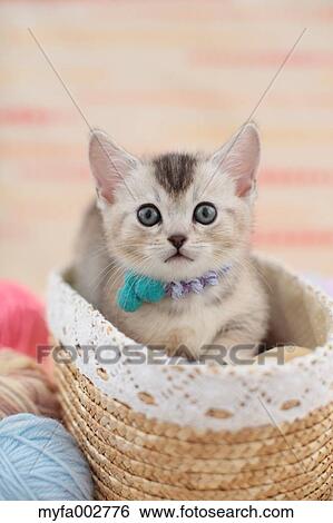 Stock Photograph - Kitten. Fotosearch