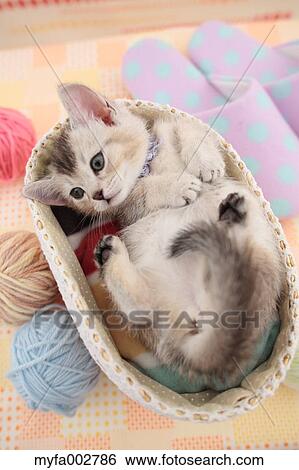 Stock Photograph - Kitten. Fotosearch