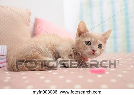 Kitten View Large Photo Image Stock Photograph - Kitten. Fotosearch