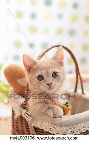 Kitten View Large Photo Image Stock Photograph - Kitten. Fotosearch