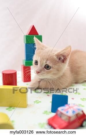 Kitten View Large Photo Image Stock Photograph - Kitten. Fotosearch