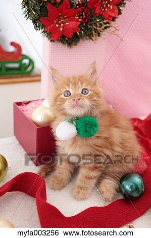 Kitten View Large Photo Image Stock Photograph - Kitten. Fotosearch