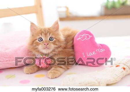 Stock Photograph - Kitten. Fotosearch