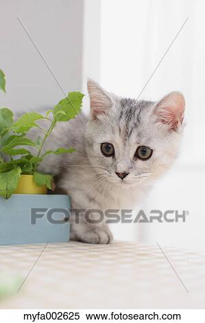Kitten View Large Photo Image Stock Photography - Kitten. Fotosearch