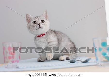 Stock Photography - Kitten. Fotosearch
