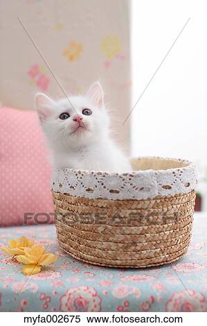 Kitten View Large Photo Image Stock Photography - Kitten. Fotosearch