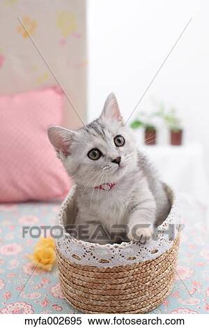 Kitten View Large Photo Image Stock Photography - Kitten. Fotosearch