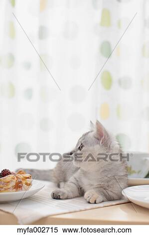 Kitten View Large Photo Image Stock Photography - Kitten. Fotosearch