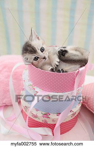 Kitten View Large Photo Image Stock Photography - Kitten. Fotosearch