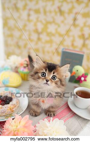 Kitten View Large Photo Image Stock Photography - Kitten. Fotosearch