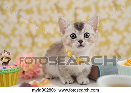 Kitten View Large Photo Image Stock Photography - Kitten. Fotosearch