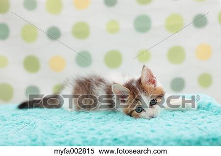 Kitten View Large Photo Image Stock Photography - Kitten. Fotosearch