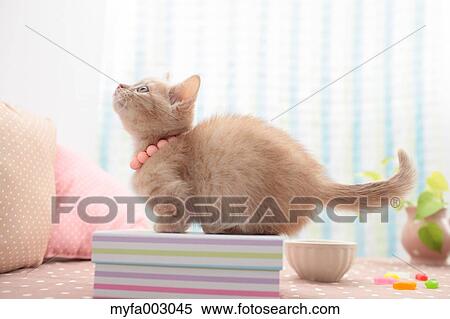 Stock Photography - Kitten. Fotosearch