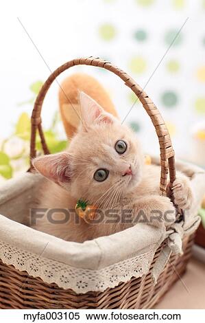 Kitten View Large Photo Image Stock Photography - Kitten. Fotosearch