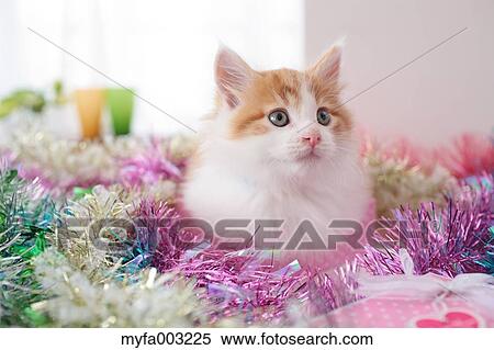 Kitten View Large Photo Image Stock Photography - Kitten. Fotosearch
