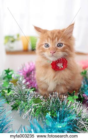 Kitten View Large Photo Image Stock Photography - Kitten. Fotosearch