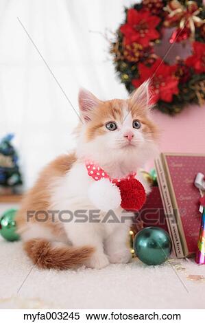 Kitten View Large Photo Image Stock Photography - Kitten. Fotosearch