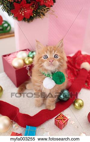 Stock Photography - Kitten. Fotosearch