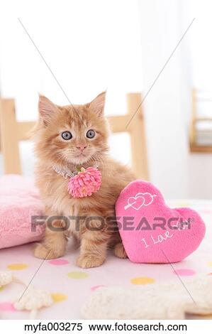 Kitten View Large Photo Image Stock Photography - Kitten. Fotosearch