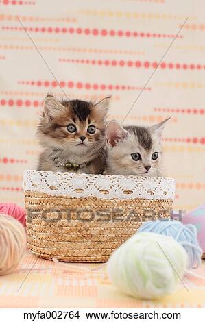 Kittens View Large Photo Image Picture - Kittens. Fotosearch