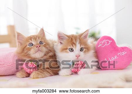 Kittens View Large Photo Image Picture - Kittens. Fotosearch