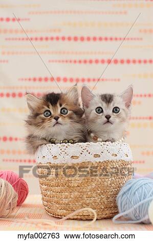 Kittens View Large Photo Image Stock Image - Kittens. Fotosearch