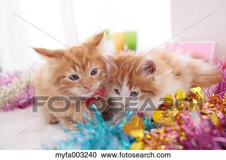Kittens View Large Photo Image Stock Image - Kittens. Fotosearch