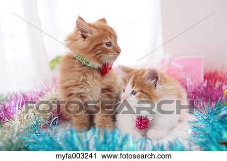 Kittens View Large Photo Image Stock Image - Kittens. Fotosearch