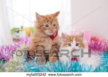 Kittens View Large Photo Image Stock Image - Kittens. Fotosearch