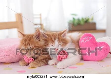 Kittens View Large Photo Image Stock Image - Kittens. Fotosearch