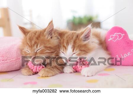 Kittens View Large Photo Image Stock Image - Kittens. Fotosearch