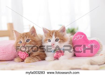 Kittens View Large Photo Image Stock Image - Kittens. Fotosearch
