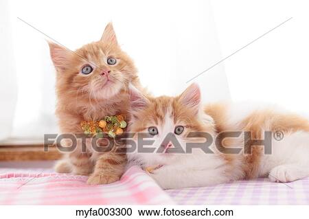 Kittens View Large Photo Image Stock Image - Kittens. Fotosearch