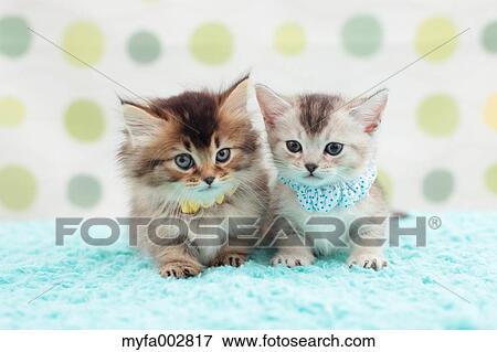 Kittens View Large Photo Image Stock Photo - Kittens. Fotosearch
