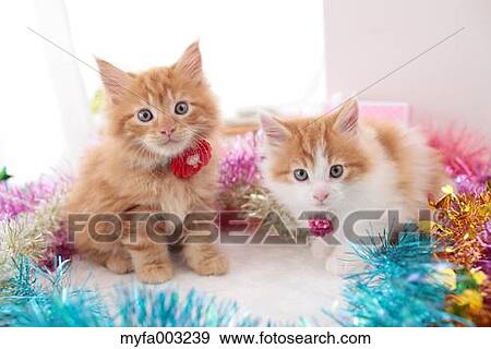 Kittens View Large Photo Image Stock Photo - Kittens. Fotosearch