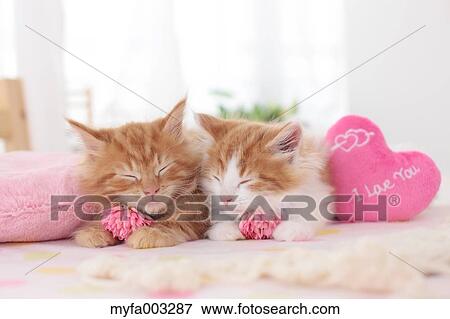Kittens View Large Photo Image Stock Photo - Kittens. Fotosearch